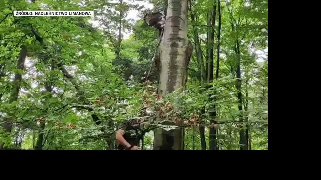 Nadleśnictwo Limanowa
