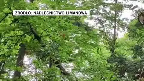 Nadleśnictwo Limanowa