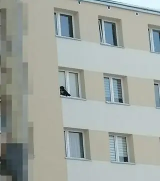 Psa wystawił na parapet okna na dziewiątym piętrze