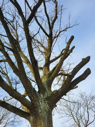Konary przyciął deweloper, bo - jak tłumaczy - zostałyby uszkodzone podczas budowy bloku (25.03.2025) 