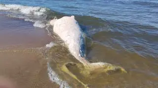 Martwy waleń na bałtyckiej plaży. Co się z nim dalej stanie
