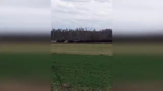 Zobaczył na polach pokaźne stado żubrów 