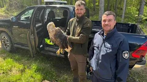 Uratowali rannego bielika