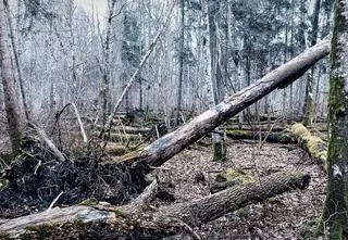 Dzika przyroda jako element zielonej Tarczy Wschód