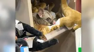 Australia. Żywy torbacz na półce z maskotkami 