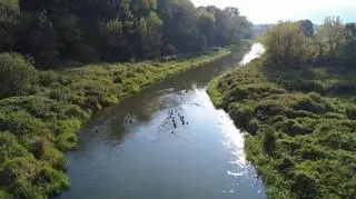 Widocznych jest blisko 100 słupów 