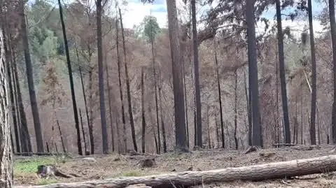 pogorzelisko2_ticker