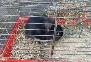 Królik został wyrzucony na śmietnik