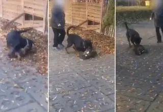 Wydostał się z posesji i zaatakował innego psa
