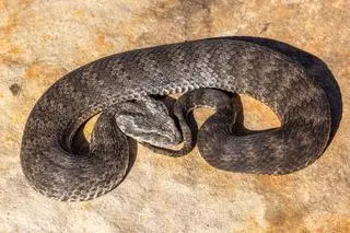 Zdradnica śmiercionośna (łac. Acanthophis antarcticus)