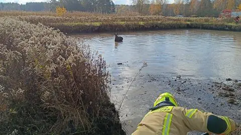 Łoś utknął w bagnie, strażacy ruszyli na pomoc