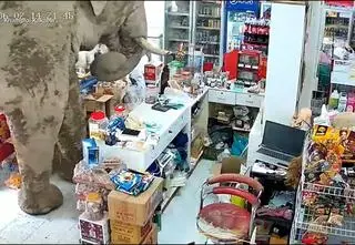 Słoń w składzie z przekąskami. "Wyglądało, jakby przyszedł celowo"
