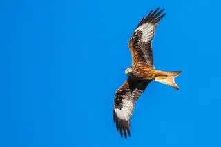 Kania ruda (Milvus milvus)