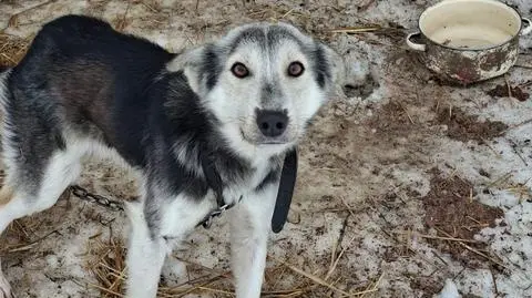 Odebrano im 16 psów 