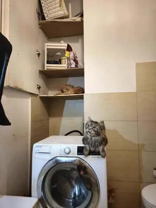 Szczecin. Zlikwidowano pseudohodowlę kotów