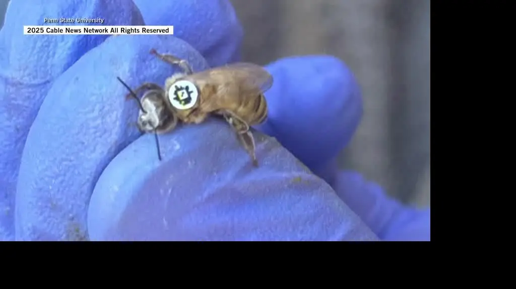 Pszczoły z kodami QR