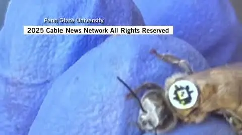 Pszczoły z kodami QR