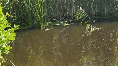Urząd Miasta i Gminy w Lubowidzu
