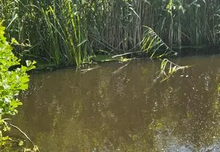 Już tona martwych ryb. "Pomóżcie naszej Wkrze"