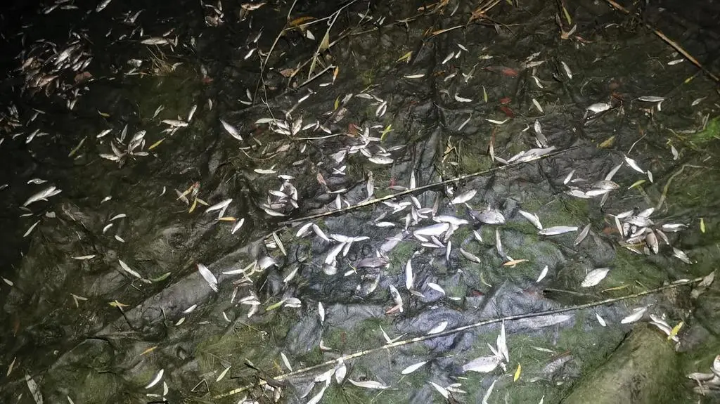 Śnięte ryby na brzegach Dunajca