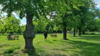 Współczesny wygląd lipowej alei posadzonej w czasie okupacji. Park Heweliusza w Poznaniu