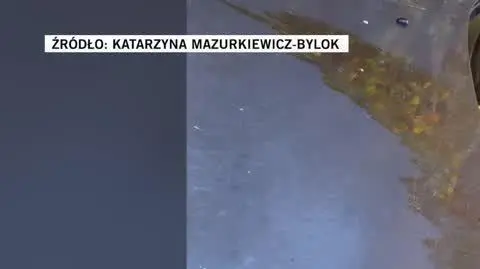 Katarzyna Mazurkiewicz-Bylok