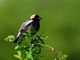 Ryżojad (Dolichonyx oryzivorus)