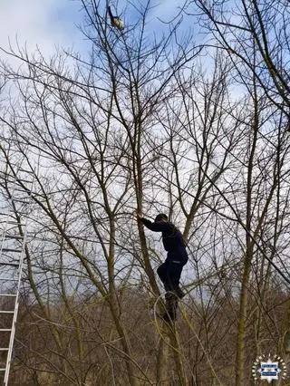 Policjanci ściągnęli kota z drzewa
