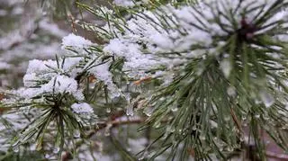 Śnieg, mgły i mróz. Alarmy w 14 województwach 