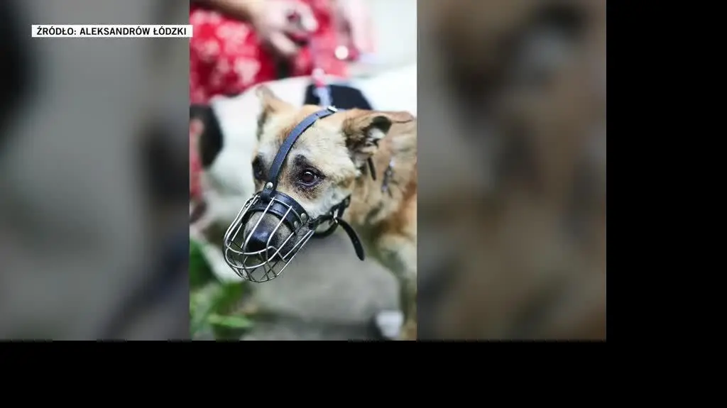 Aleksandrów Łódzki