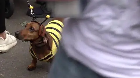 Marsz Jamników w Krakowie