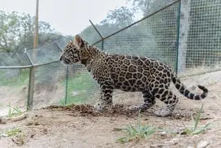 Młody jaguar (zdjęcie poglądowe)