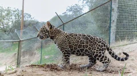 Młody jaguar (zdjęcie poglądowe)