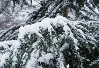 Zaczęła się zima meteorologiczna. Co z astronomiczną i kalendarzową?