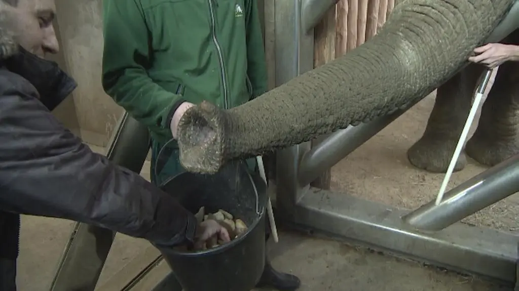 Nowe atrakcje w poznańskim zoo