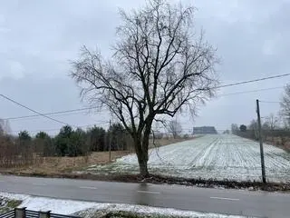 Opady śniegu w okolicach Cegłowa w powiecie mińskim