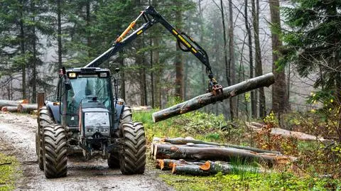 Lasy Państwowe chcą ograniczyć wywóz polskiego drewna
