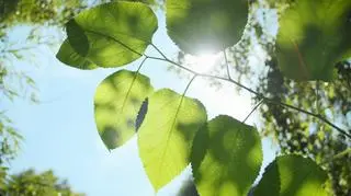 Terapia ogrodem pomoże w psychiatrii? "Niezwykle ważne dla psychiki"