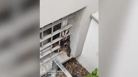 Do wnęki okiennej jednego z budynków urzędu dostał się borsuk