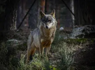 Wilk iberyjski (Canis lupus signatus)