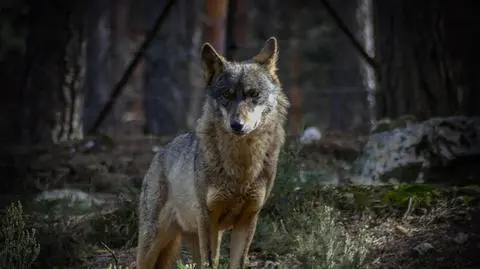 Wilk Iberyjski (Canis lupus signatus)