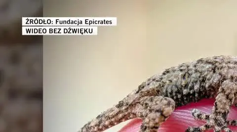 Fundacja Epicrates 