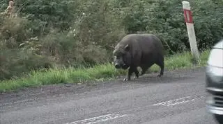 Świnka na jednej z dolnośląskich dróg