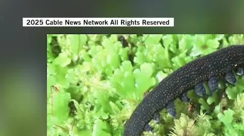bug