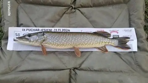 Mężczyźni twierdzili, że złowili łącznie cztery ryby