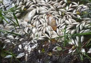 Śnięte ryby w jeziorze. Zebrano już 360 kilogramów