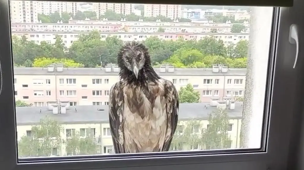 Ptaka zauważono na Winogradach w Poznaniu