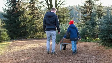 Pogodnie, słońce, wyprawa po choinkę w grudniu, brak śniegu
