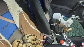 Pies w samochodzie wśród śmieci