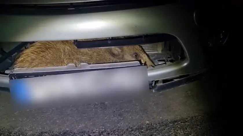 Przebiegał przez jezdnię, uderzyło w niego auto. Dzik wpadł do komory silnika